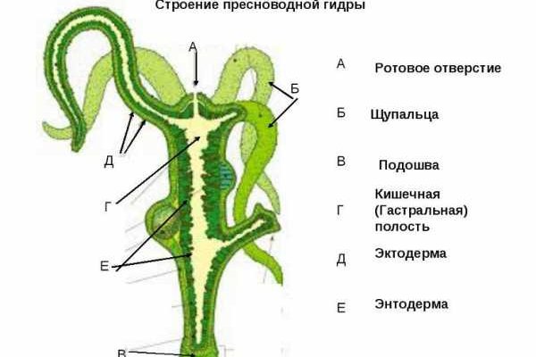 На сайте кракен пропал пользователь